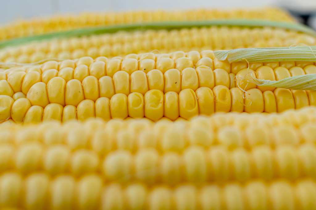Pixabay_bearbeitet_coernl-corn-5199393.jpg